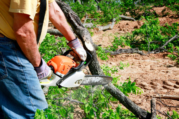 Best Stump Grinding Near Me  in Haymarket, VA